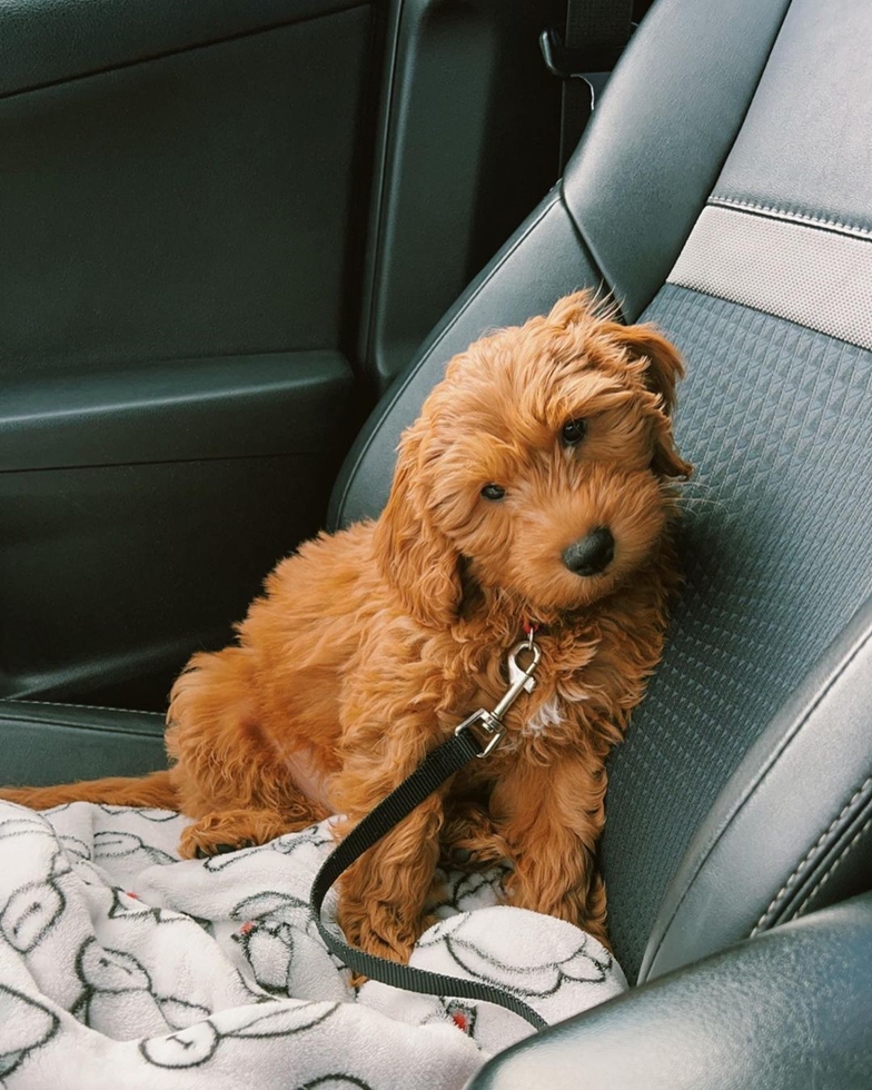 Mini Goldendoodle hypoallergenic